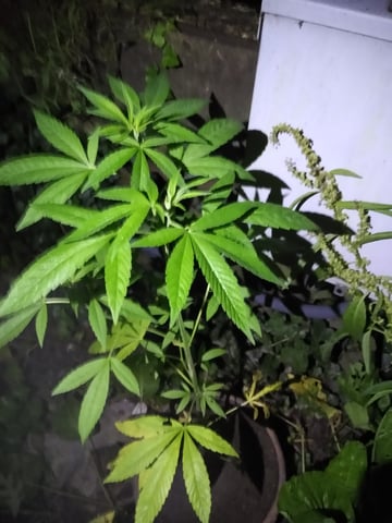 1 outdoor flower — vegetative, day 56