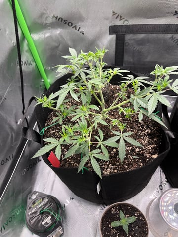 Jane doe — vegetative, day 1