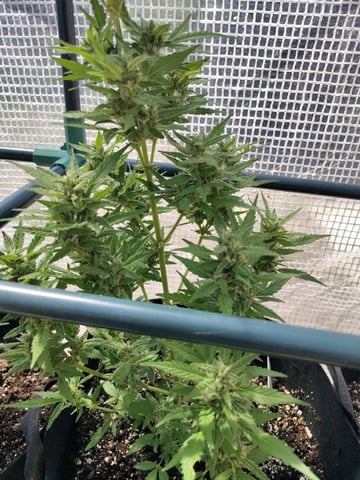 greenhouse grow  — flower, day 9