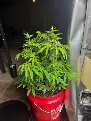 First Grow — vegetative, day 16