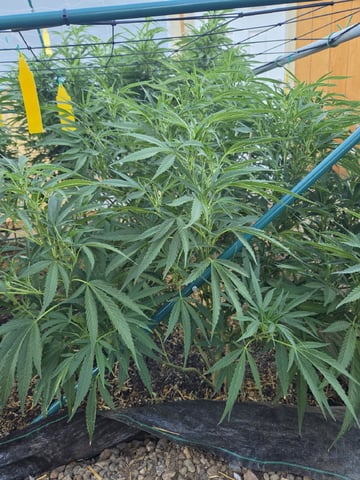 Sour Headies/OGBX1