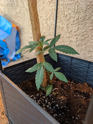 Galicane Fem — vegetative, day 32