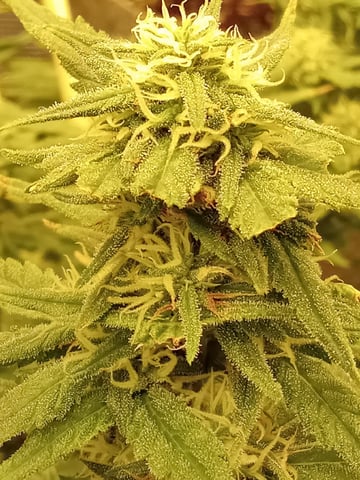   and one L.a kush cake . — flower, day 105