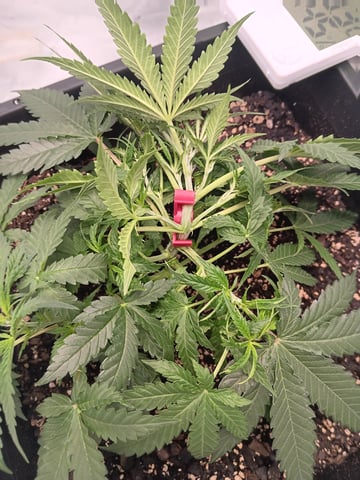 Blueberry auto — vegetative, day 36