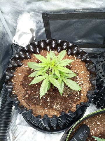 EastmidsMar2k26 — vegetative, day 16