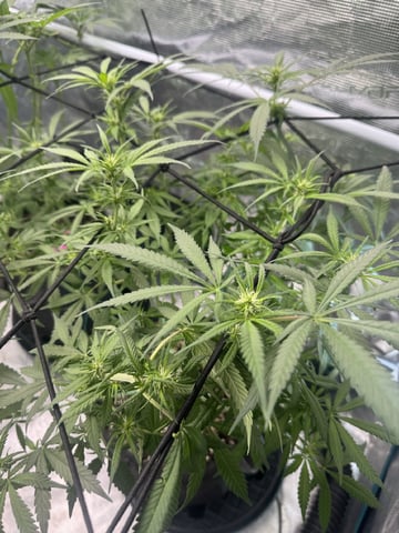  godfather OG — flower, day 60