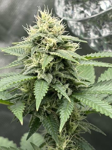 Special Queen 1 — flower, day 91