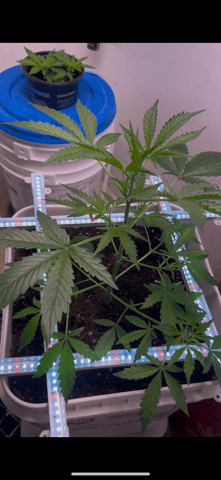 Gigawatt  — auto, day 66