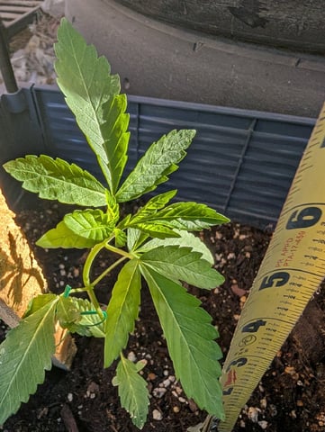 Galicane Fem — vegetative, day 25