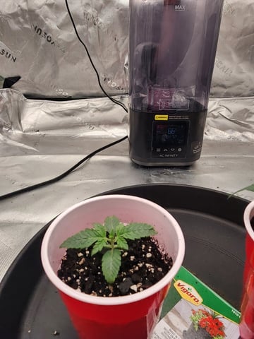 trap n pink — seedling_rooting, day 11