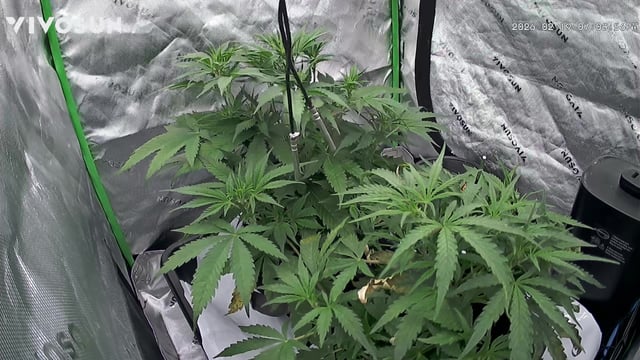 Ztrawberriez (Auto) 2026 - 1 — vegetative, day 39