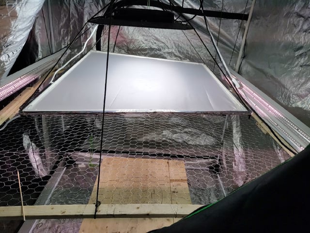 Maui wowie  — grow_setup, day 1