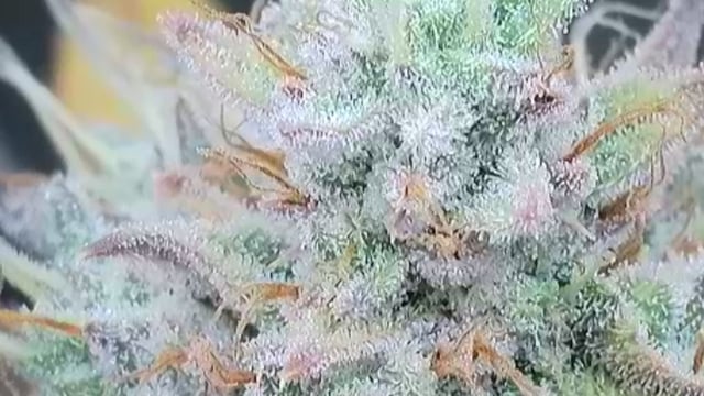 Autoflower NIGHT OWL — flower, day 27