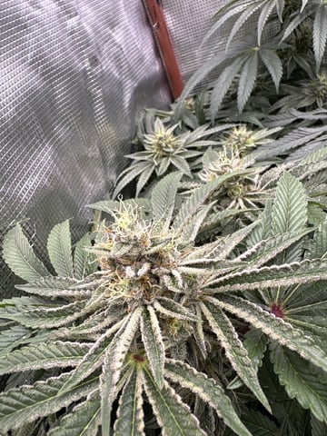 Grow #2 2x2x4 — flower, day 89
