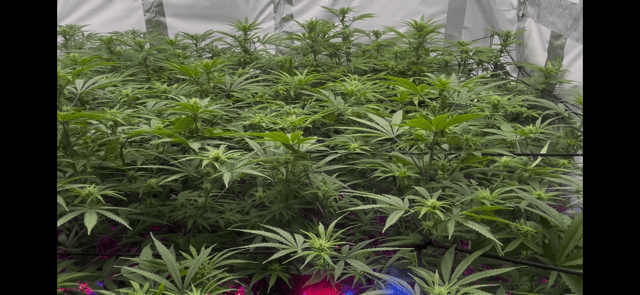 zunami s1 grounded genetics  — flower, day 54