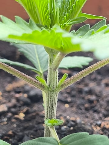 unknown strain 1st grow — seedling_rooting, day 6
