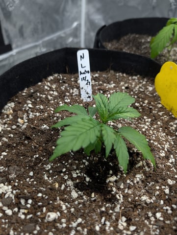 first grow - autoflower — vegetative, day 31