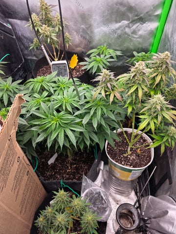 My Second Indoor — vegetative, day 83