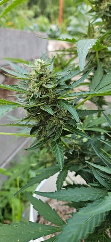 girl scout cookies (auto) — flower, day 71