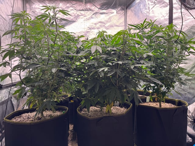 Hollywood Headband and LimeHeads  — vegetative, day 102