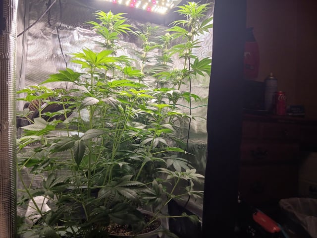 Gorilla Sherbert Feminized From Blimburn Seeds  — flower, day 59