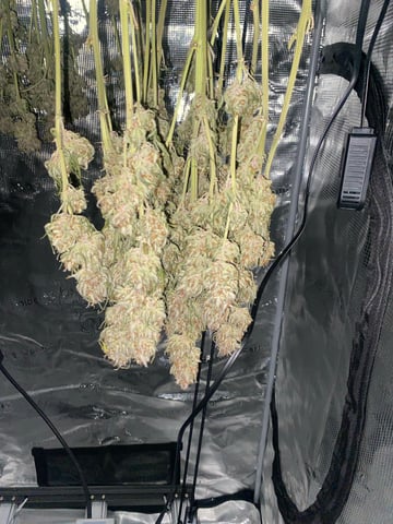 Auto Run #1 2025-2026 — harvest, day 107