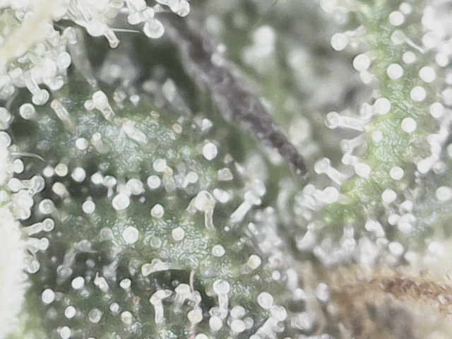 blueberry cupcake  — flower, day 100