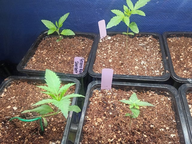Third Grow — seedling_rooting, day 19