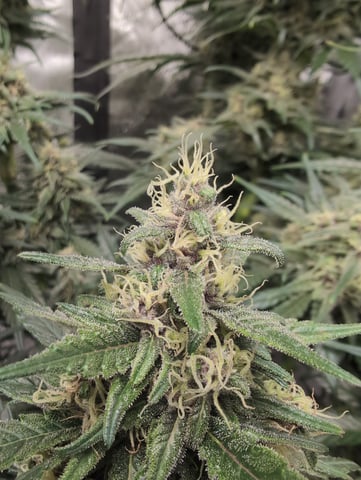 flipped to flower — flower, day 39