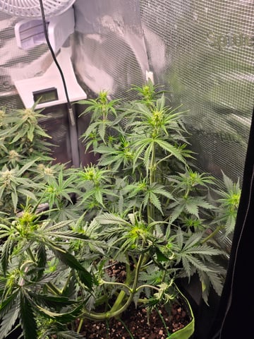 Gorilla Cookies auto  — flower, day 31