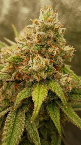 Experimental DIY Run — flower, day 29