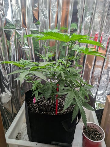 B E A utiful  — flower, day 50