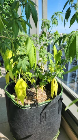 Royal Highness — flower, day 84