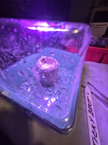 Mrs Sticky BEAST — seedling_rooting, day 5