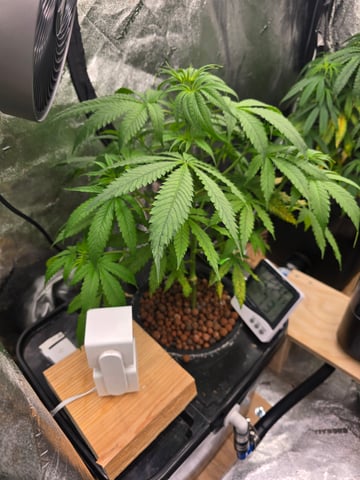 Growing — flower, day 72