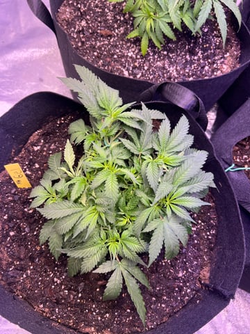Indoor Grow  — vegetative, day 4