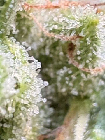 Muliflex — flower, day 91