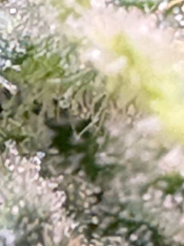 back to my roots.  — flower, day 33