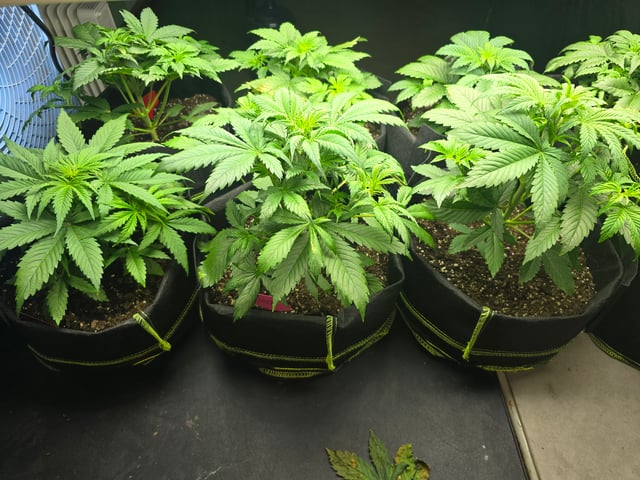 2nd Autoflower Indoor Grow — vegetative, day 28