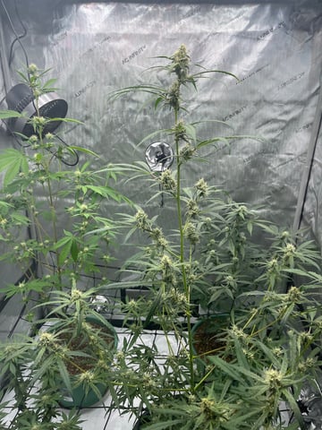 Lavender and Anesthesia Auto — flower, day 97