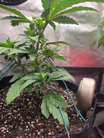 First Grow — vegetative, day 5