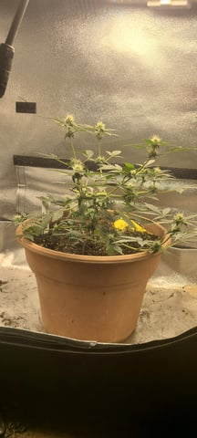 Alaskan bananaberry auto — flower, day 39