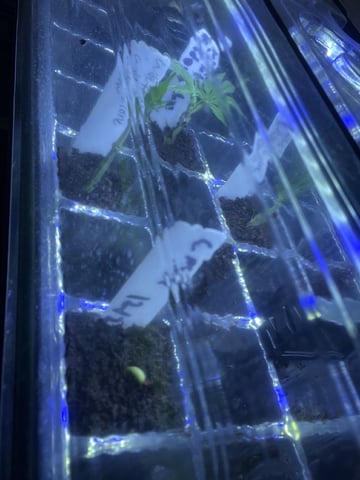 CMA  — seedling_rooting, day 7