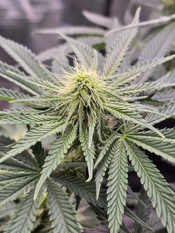  1 Blue Zushi x Venom & 1 Jack Here x Strawberry Cookies OG — flower, day 63