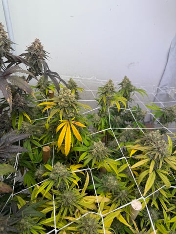 Indoor Grow  — flower, day 197