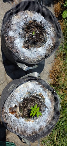 Let's just leave these right here! — seedling_rooting, day 23