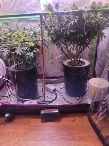 6th Grow