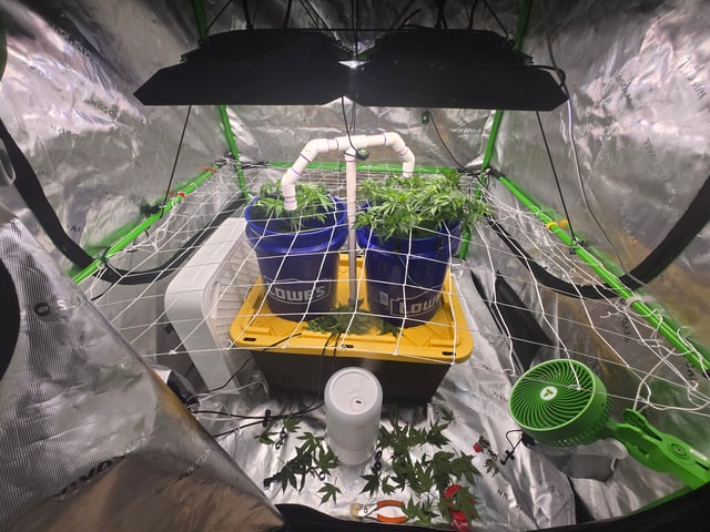 Fastbuds Autoflower Run — vegetative, day 38