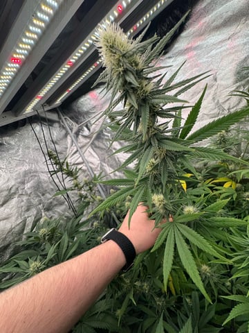 first indoor — flower, day 103