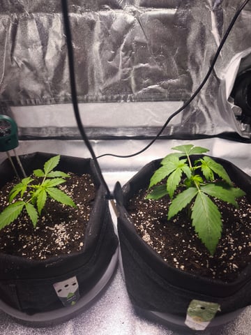 New grow — vegetative, day 16